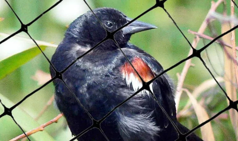 Anti Bird Nets in Bangalore