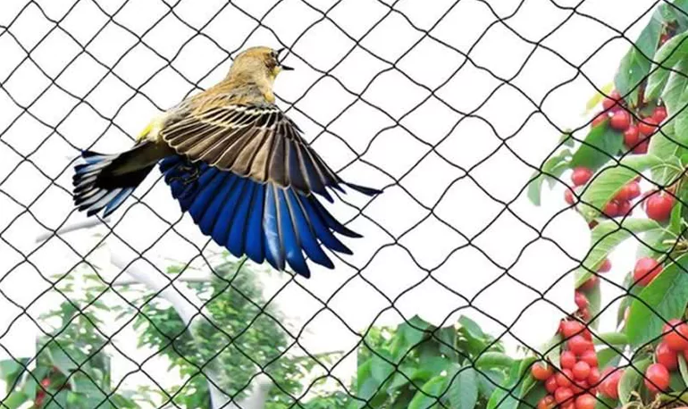 anti bird protection nets in mysore