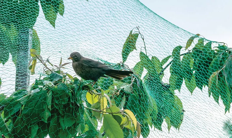 Bird Netting in Bangalore