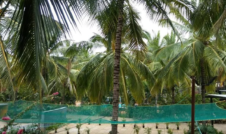 Coconut Tree Safety Nets in Bangalore