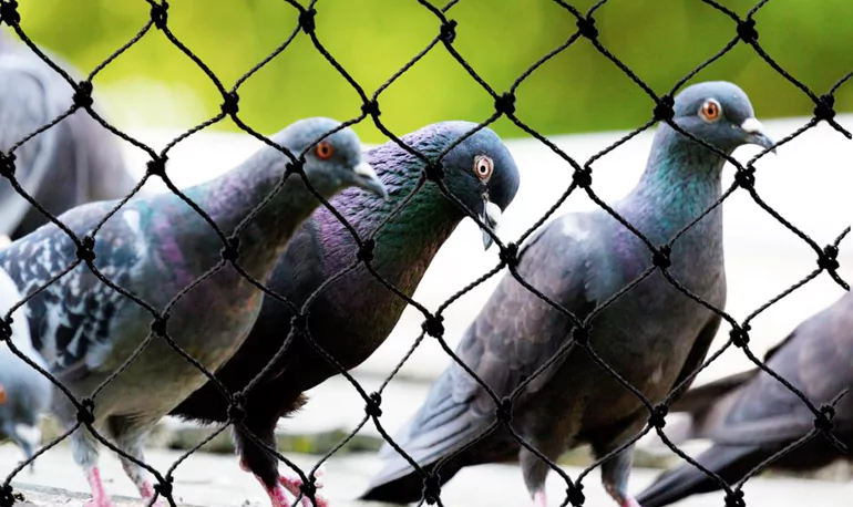 Pigeon Nets in Bangalore